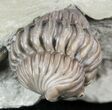Wide, Enrolled Flexicalymene Trilobite In Shale - Ohio #55403-1